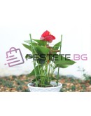 Кръгла подпора за растения и цветен пръстен